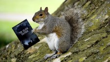 Book Squirrel Reading TSF