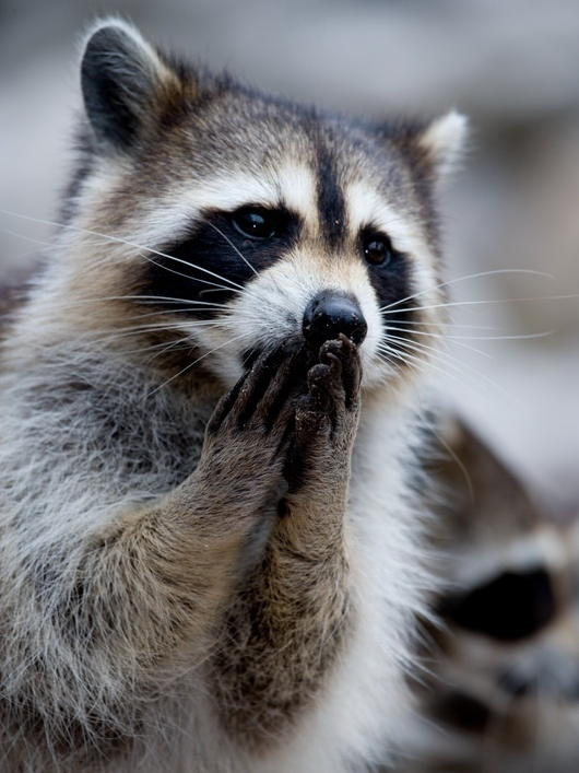 Oh No Raccoon 2014-09-12 18.07.36