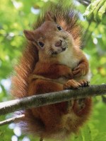 Squirrel 2014-08-14 21.04.23