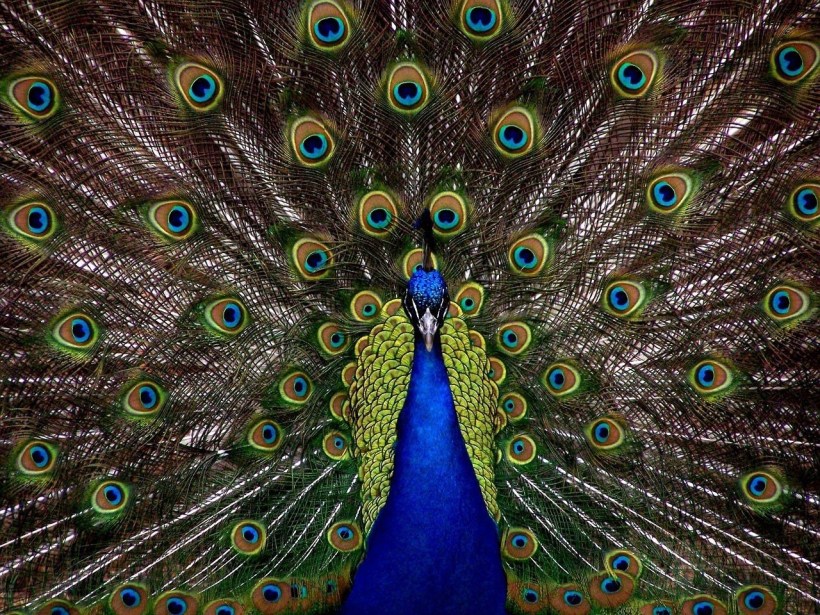 Peacock malapert know-it-all overconfident showy